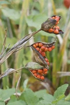 Stinking iris Iris foetidissima Province of Zeeland The Netherlands Europe Stock Photos