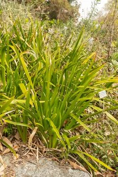 Stinking iris or Iris Foetidissima plant in Zurich in Switzerland Stock Photos