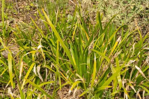Stinking iris or Iris Foetidissima plant in Zurich in Switzerland Stock Photos