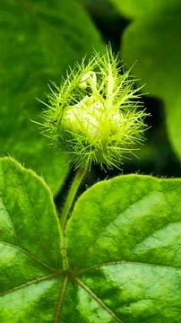 Stinking passionflower bud opening inside spiky green hairy bracts. Stock Photos