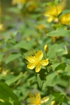 Stinking St Johns-wort Stock Photos
