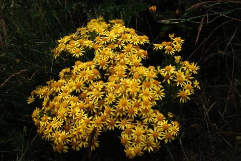 Stinking Willie Stock Photos