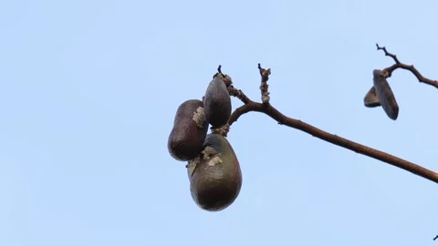 Stinkingtoe Tree with Fruits Stock Footage 247926089