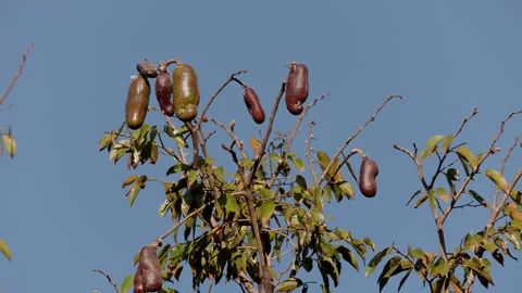 Stinkingtoe Tree with Fruits Stock Footage 247928162