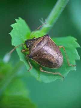 Stinks bugs and green leaf buds Stock Photos