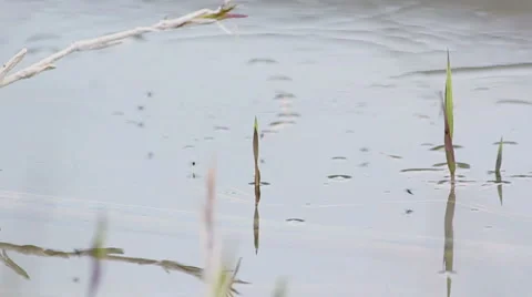 Stinky bog with fly Video stock 5090474