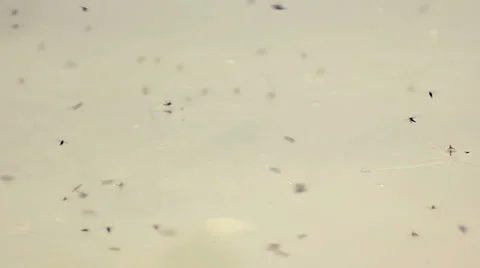 Stinky bog with fly Stock Footage 5090978