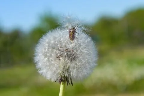Stinky bug and dandelion Stock Photos