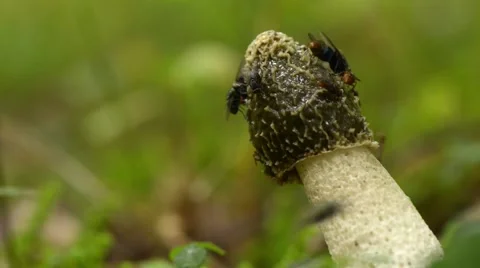Stinky mushroom with flies Stock Footage 41762406