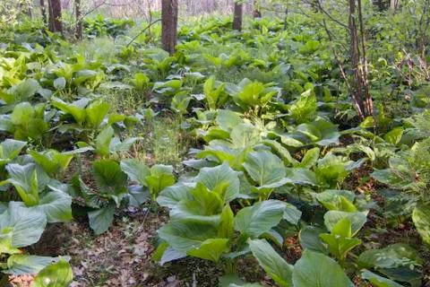 Stinky skunk cabbage Stock Photos
