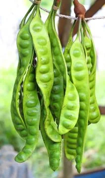 Stinky string beans also known as petai or sataw of the genus parkia Stock Photos