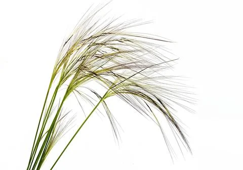 Stipa capillata Stock Photos
