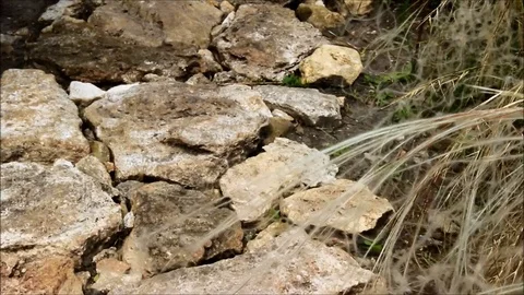 Stipa, feather grass, needle grass or spear grass swaying over a stone path Stock Footage 77861709