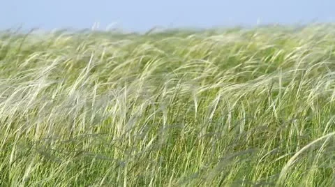 Stipa Stock Footage 12832872