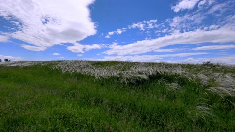 Stipa hair2 Stock Footage 140638207