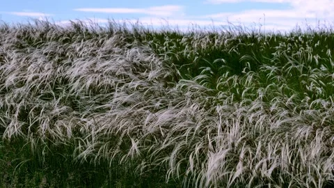 Stipa hair3 Stock Footage 140638379