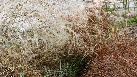 Stipa, known as feather grass, needle grass, and spear grass Stock Footage 77861543