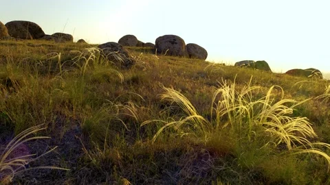 Stipa pennata, feather grass in the sunset light Stock Footage 133828414