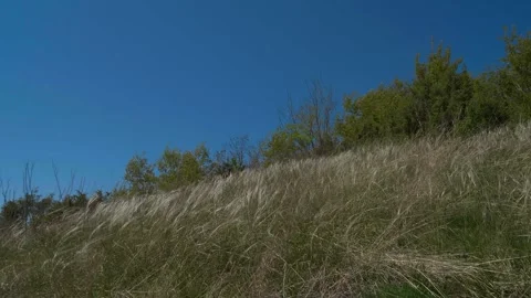 Stipa Pennata Feather Grass in Wind on Steppe Meadow (kavyl) 1 Stock Footage 306549499