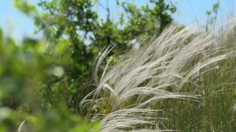 Stipa Pennata Feather Grass in Wind on Steppe Meadow (kavyl) 3 Stock Footage 306549840