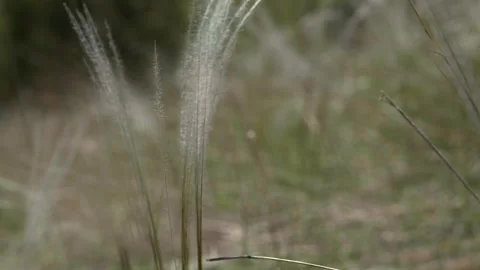 Stipa Pennata Feather Grass in Wind on Steppe Meadow (kavyl) 2 Video stock 306550356