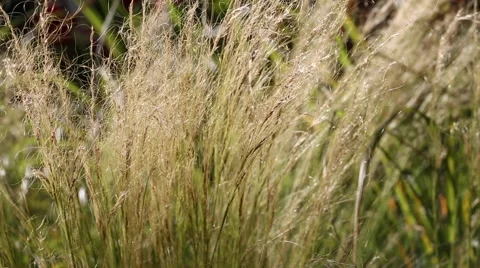 Stipa tenuissima Stock Footage 63468019