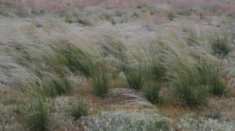 Stipa wind field Stock Footage 35231759