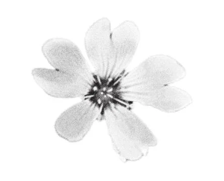 Stipple rose hip top view with retro photocopy grain effect. Modern halftone Illustrazione stock