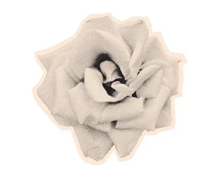 Stipple rose top view with retro photocopy grain effect. Modern halftone cut out 库存插图