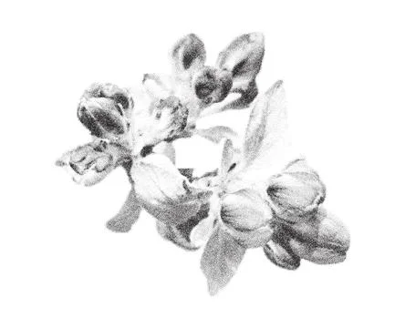 Stippling halftone apple tree blooming flower with retro photocopy grain effect. Illustrazione stock