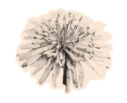 Stippling halftone dandelion bloom flower with retro photocopy grain effect. Illustrazione stock