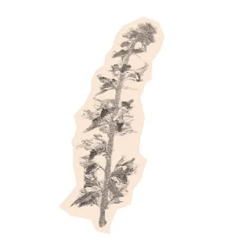 Stippling halftone echium vulgare bloom flower with retro photocopy grain effect Stockillustratie