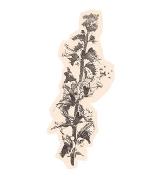 Stippling halftone echium vulgare bloom flower with retro photocopy grain effect Illustrazione stock