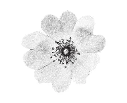 Stippling halftone rose hip bloom flower with retro photocopy grain effect. Stockillustratie