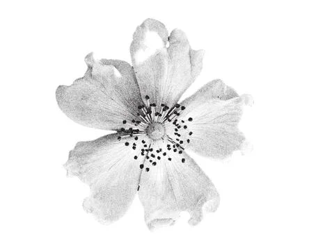 Stippling halftone rose hip bloom flower with retro photocopy grain effect. イラスト素材