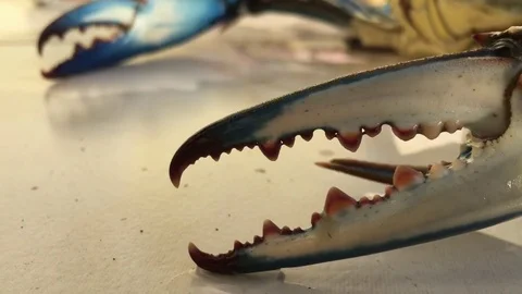 Stirring Cheliped and Swimming Legs of Blue Crab Stock Footage
