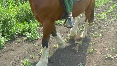 Stirrup on horse. Stock Footage 335240359