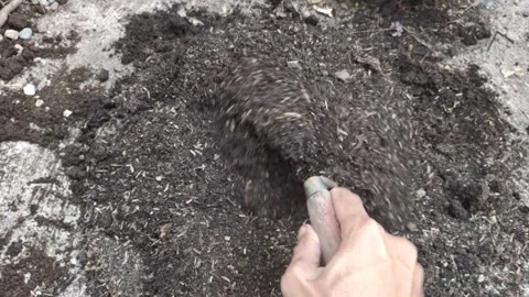 Stirs The Compost Pile Stock Footage 313909527