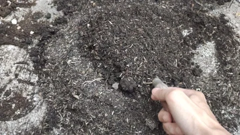 Stirs The Compost Pile Stock Footage 313909543