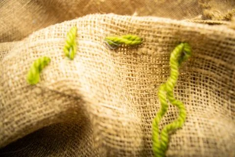 Stitches of green thread on the burlap with a rough texture. Close up. Stock Photos