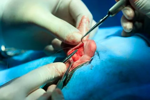 Stitching Ear Tissues Фото