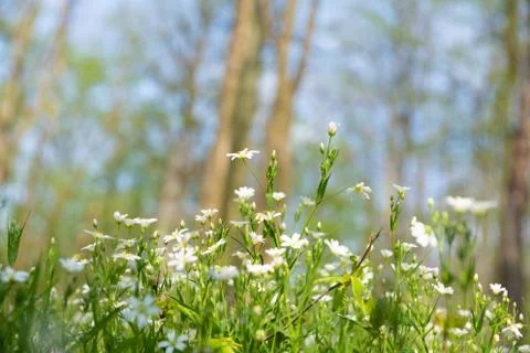 Stitchworts in the forest Stock Photos