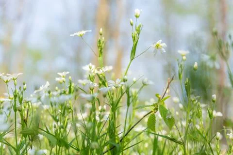Stitchworts in the forest Stock Photos