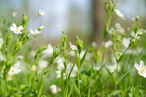 Stitchworts in the forest Stock Photos