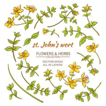 St.John's wort elements vector set Illustrazione stock