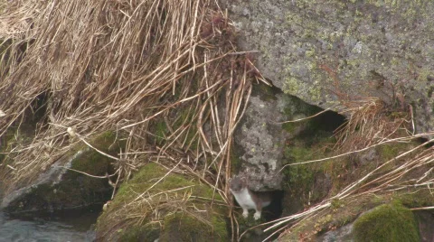  STOAT Video stock 706561