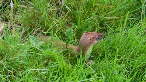 Stoat in the Grass Stock Footage 314605044