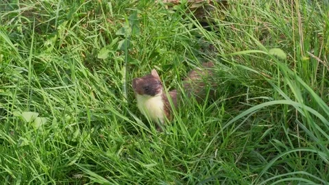 Stoat in the Grass Stock Footage 314605045