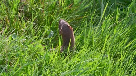 Stoat in the Grass Stock Footage 314605120