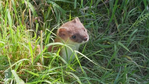 Stoat in the Grass Stock Footage 340627468